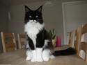 Maine Coon Coon Danica's Pepita har killinger