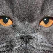 Perser Ofelia *solgt*