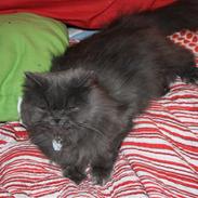 Perser Ofelia *solgt*