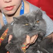 Perser Ofelia *solgt*