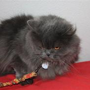 Perser Ofelia *solgt*