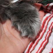 Perser Ofelia *solgt*