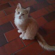 Blanding af racer Tolouse