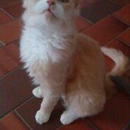 Blanding af racer Tolouse