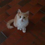 Blanding af racer Tolouse