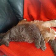 Blanding af racer Tolouse