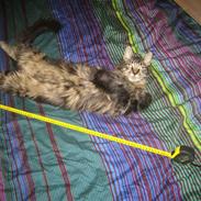 Maine Coon Samson