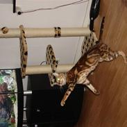 Bengal Katja