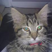 Blanding af racer Chanel R.I.P