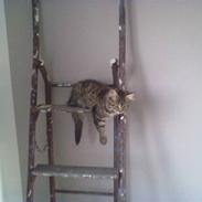 Blanding af racer Chanel R.I.P