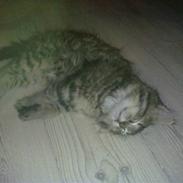 Blanding af racer Chanel R.I.P