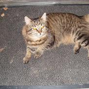 Blanding af racer Chanel R.I.P