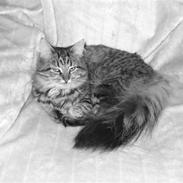 Blanding af racer Chanel R.I.P