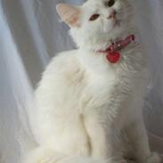 Maine Coon Fenja Ice