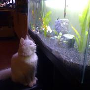 Maine Coon Fenja Ice