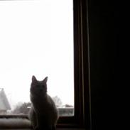 Maine Coon Fenja Ice