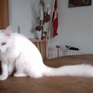 Maine Coon Fenja Ice