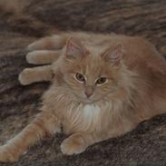 Blanding af racer Louie