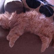 Blanding af racer Louie