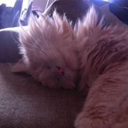 Blanding af racer Louie