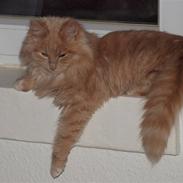 Blanding af racer Louie