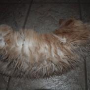 Blanding af racer Louie