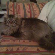 Maine Coon mona