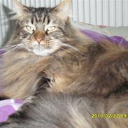 Maine Coon mona