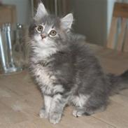 Maine Coon Fifi