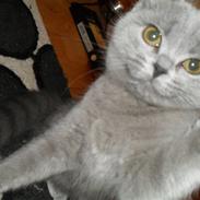 British Shorthair Gucci R.I.P 