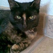 Blanding af racer Baby