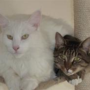 Blanding af racer Joey (stribemis)