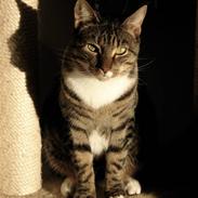 Blanding af racer Joey (stribemis)