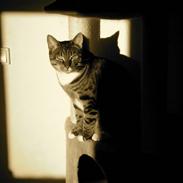 Blanding af racer Joey (stribemis)