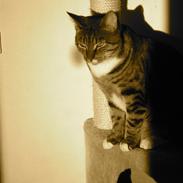 Blanding af racer Joey (stribemis)