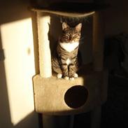 Blanding af racer Joey (stribemis)