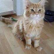 Maine Coon But Why (Buller)