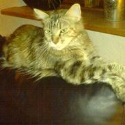 Maine Coon Tøsen