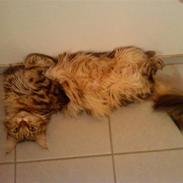 Maine Coon Tøsen