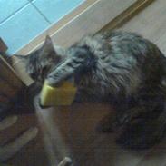 Maine Coon Tøsen