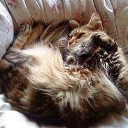 Maine Coon Tøsen