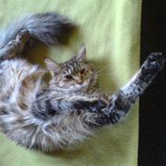 Maine Coon Tøsen