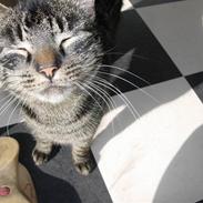 Huskat  Arthur (Hanmissen)