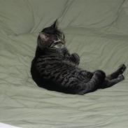 Huskat  Arthur (Hanmissen)