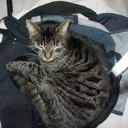 Huskat  Arthur (Hanmissen)