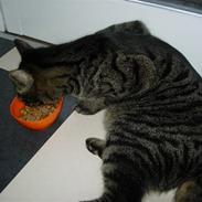 Huskat  Arthur (Hanmissen)