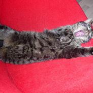 Huskat  Arthur (Hanmissen)