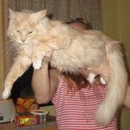 Maine Coon Gisi of diamoonds dreams