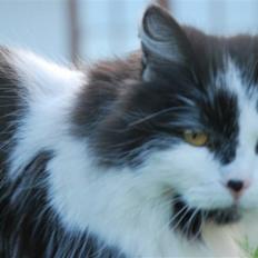 Norsk Skovkat Schnee