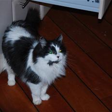 Norsk Skovkat Schnee